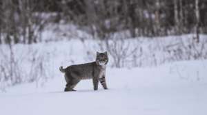 Indiana Hunters Easily Hit Bobcat Trapping Season 2 Quota