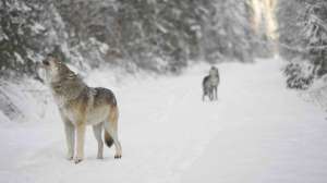 RMEF in Court Scoring a Win for Wildlife Appealing Wolf Decision