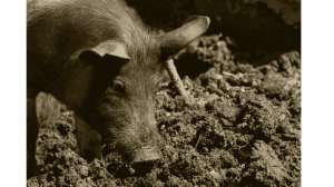 Alberta Government Increases Efforts to Battle Feral Pigs