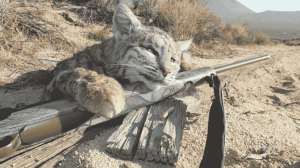 Daytime Bobcats