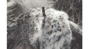 Daytime Bobcats 3