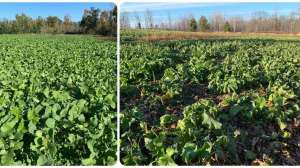 Little Field Oct and Nov 2025