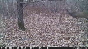 Big 5x5 walking to food plot