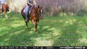 Horses trail cam 10 4