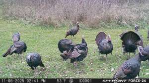 Strutting turkeys trail cam 11 6