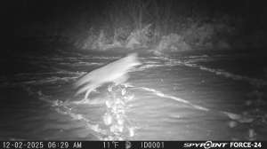 Coyote after dark running 12 2