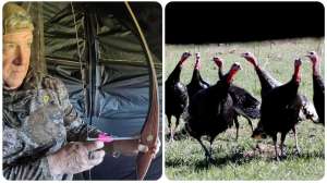 Fred Eichler longbow turkeys