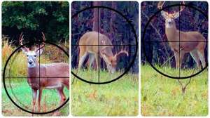 Aim quartering toward deer