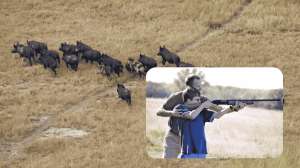 Hunting on Guam Becomes Option as Feral Pigs Wreak Havoc