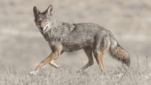 Killer Coyote Calling Sequences PRETTY