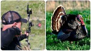 Collage Merriams gobbler in spring strut zone copyright Mark Kayser