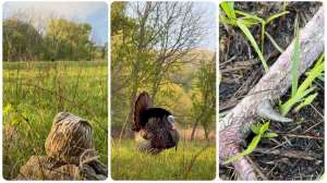 Taylor Drury Iowa turkey