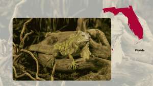 Thousands of Invasive Iguanas Captured After Freezing Temperatures Hit Florida 2