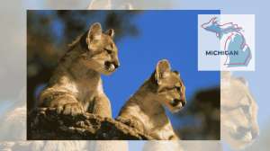 Michigan Cougar Cubs Still Romping Around the Upper Peninsula