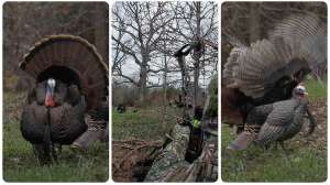 Giant Gobbler Swats Arrow