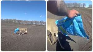 Deer head stuck in bag