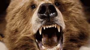 Tooth Based Ages Available for Vermont Bear Hunters Tooth Based Ages Available for Vermont Bear Hunters