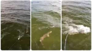 Boatside musky strike collage