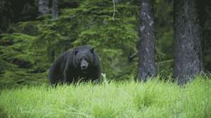 Tooth Based Ages Available for Vermont Bear Hunters 2