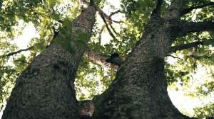 Levi Morgan Choosing Treestand Tree