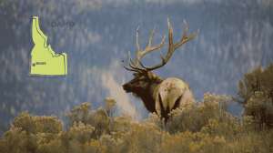 Idaho Wildlife Officials Remove Wolves to Aid Elk Survival