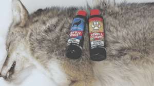 Killer Coyote Calling Strategies 2