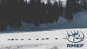 Tracking Wolves Tracking Elk