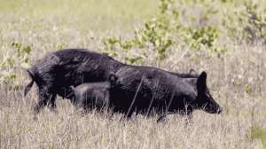 Kentucky Feral Pig Culling Successful at LBL