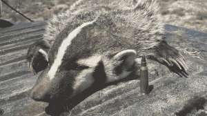 Hunting the American Badger 2