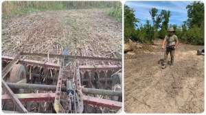 Wait for rain planting pic