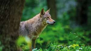 Fish and Wildlife Commission approves quotas for wolf hunting and trapping season
