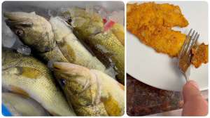 Fillet largemouth bass