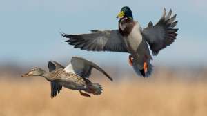 Two mallards landing on water
