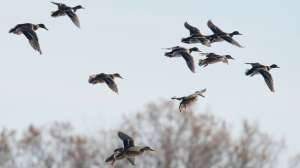 Group of ducks flying lead pic
