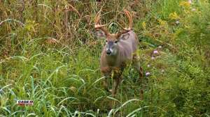 Early season buck moving in bedding cover