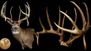 Historic BC buck