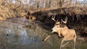 Rutting buck chasing hot doe