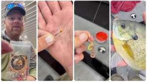 Live Bait Rigging Bluegill tip