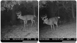 6x5 SD buck not missing meals