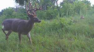 5 Tips trail camera beauty