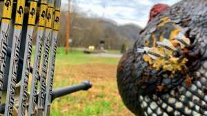 5 Top New Arrow Choices for 2019