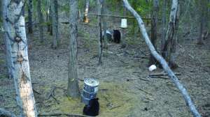 7 Tips Bears two around bait