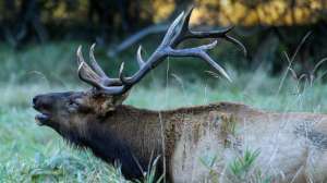 74599517 10157524623375890 7915124465917231104 n