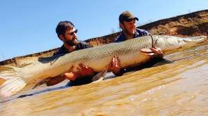 8 foot gator gar