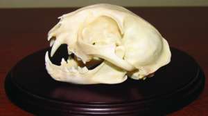 A beautiful bobcat skull mounted to a dark maple plaque copy European skull Tim Hovey