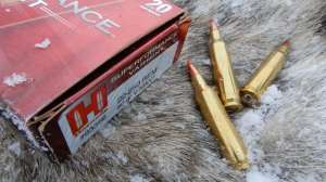 A quality coyote hide for the fur market copyright Mark Kayser