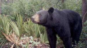 A Florida Black Bear Cortesy MFWC 181003 160546
