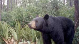 A Florida Black Bear 181004 094830
