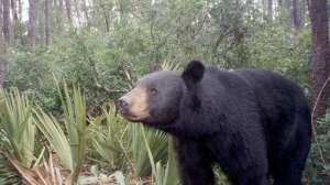 A Florida Black Bear 181004 095255