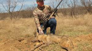 Alan Clemons Texas coyote Stoeger 12 gauge Federal No 4 buckshot